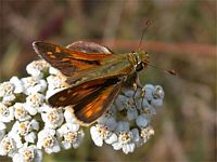 Comma. Cliquer pour agrandir l'image.