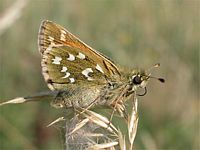 Comma. Cliquer pour agrandir l'image.