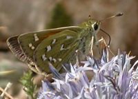 Comma. Femelle. Cliquer pour agrandir l'image.