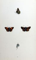 Comma. Planche d'identification Morris. Cliquer pour agrandir l'image.