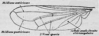 Conopidés. Dessin aile. Cliquer pour agrandir l'image.