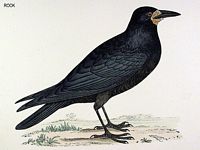 Corbeau freux. Dessin. Cliquer pour agrandir l'image.