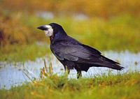 Corbeau freux. Cliquer pour agrandir l'image.