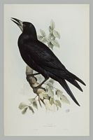 Corbeau freux. Gravure Gould. Cliquer pour agrandir l'image.