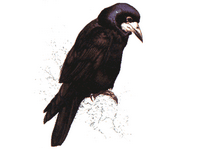 Corbeau freux. Dessin. Cliquer pour agrandir l'image.