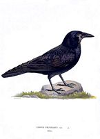 Corbeau freux. Planche d'identification von Wright. Cliquer pour agrandir l'image.