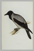Corneille mantelée. Gravure Gould. Cliquer pour agrandir l'image.