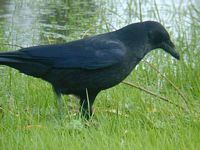 Corneille noire. Cliquer pour agrandir l'image.