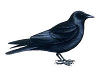Corneille noire. Dessin. Cliquer pour agrandir l'image.