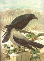 Corneille noire. Planche d'identification Naumann. Cliquer pour agrandir l'image.