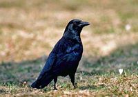 Corneille noire. Cliquer pour agrandir l'image.