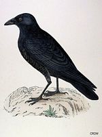 Corneille noire. Dessin. Cliquer pour agrandir l'image.