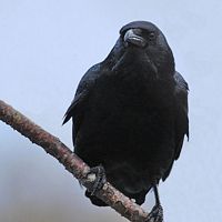 Corneille noire. Perchée. Cliquer pour agrandir l'image.