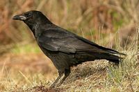 Corneille noire. Cliquer pour agrandir l'image.