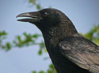 Corneille noire. Cliquer pour agrandir l'image.