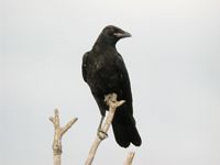 Corneille noire. Juvénile. Cliquer pour agrandir l'image.