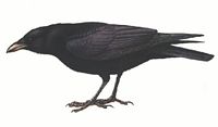 Corneille noire. Dessin. Cliquer pour agrandir l'image.