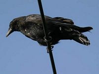 Corneille noire. Cliquer pour agrandir l'image.