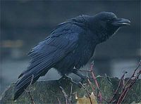 Corneille noire. Cliquer pour agrandir l'image.