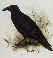 Corneille noire. Dessin. Cliquer pour agrandir l'image.