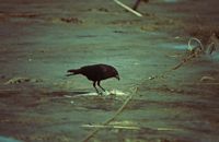 Corneille noire. Mangeant un poisson. Cliquer pour agrandir l'image.