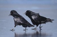 Corneille noire. Couple de corneilles noires sur la glace. Cliquer pour agrandir l'image.
