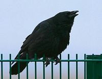Corneille noire. Cliquer pour agrandir l'image.