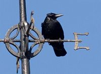Corneille noire. Sur girouette. Cliquer pour agrandir l'image.