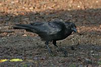 Corneille noire. Cliquer pour agrandir l'image.