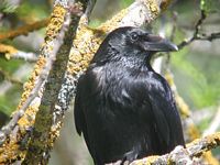 Corneille noire. Cliquer pour agrandir l'image.