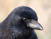 Corneille noire. Cliquer pour agrandir l'image.