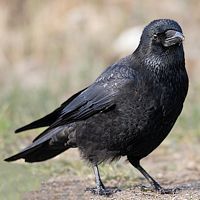 Corneille noire. Cliquer pour agrandir l'image.