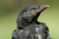 Corneille noire. Juvénile. Cliquer pour agrandir l'image.