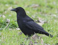 Corneille noire. Cliquer pour agrandir l'image.