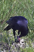 Corneille noire. Corneille noire mangeant une grenouille. Cliquer pour agrandir l'image.
