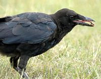 Corneille noire. Corneille noire mangeant une graine. Cliquer pour agrandir l'image.