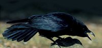 Corneille noire. Agressive. Cliquer pour agrandir l'image.