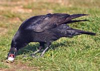 Corneille noire. Cliquer pour agrandir l'image.