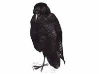 Corneille noire. Dessin. Cliquer pour agrandir l'image.
