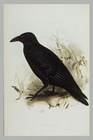 Corneille noire. Gravure leardel. Cliquer pour agrandir l'image.