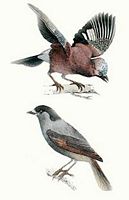 Corvidés. Oisellerie de Buffon. Cliquer pour agrandir l'image.