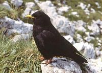 Corvidés. Chocard à bec jaune. Cliquer pour agrandir l'image.