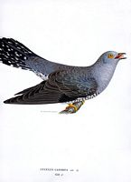 Coucou gris. Mâle, planche d'identification von Wright. Cliquer pour agrandir l'image.