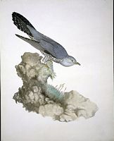 Coucou gris. Aquarelle. Cliquer pour agrandir l'image.