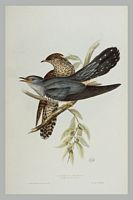 Coucou gris. Gravure Gould. Cliquer pour agrandir l'image.