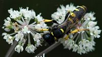 Crabron crible. Pulvérières. Cliquer pour agrandir l'image.