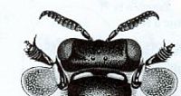 Crabron crible. Dessin tête mâle. Cliquer pour agrandir l'image.