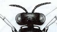 Crabron crible. Dessin tête femelle. Cliquer pour agrandir l'image.
