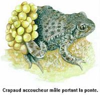 Crapaud alyte. Dessin mâle portant la ponte. Cliquer pour agrandir l'image.