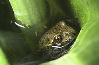 Crapaud alyte. Au bain. Cliquer pour agrandir l'image.